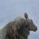 Het schaap